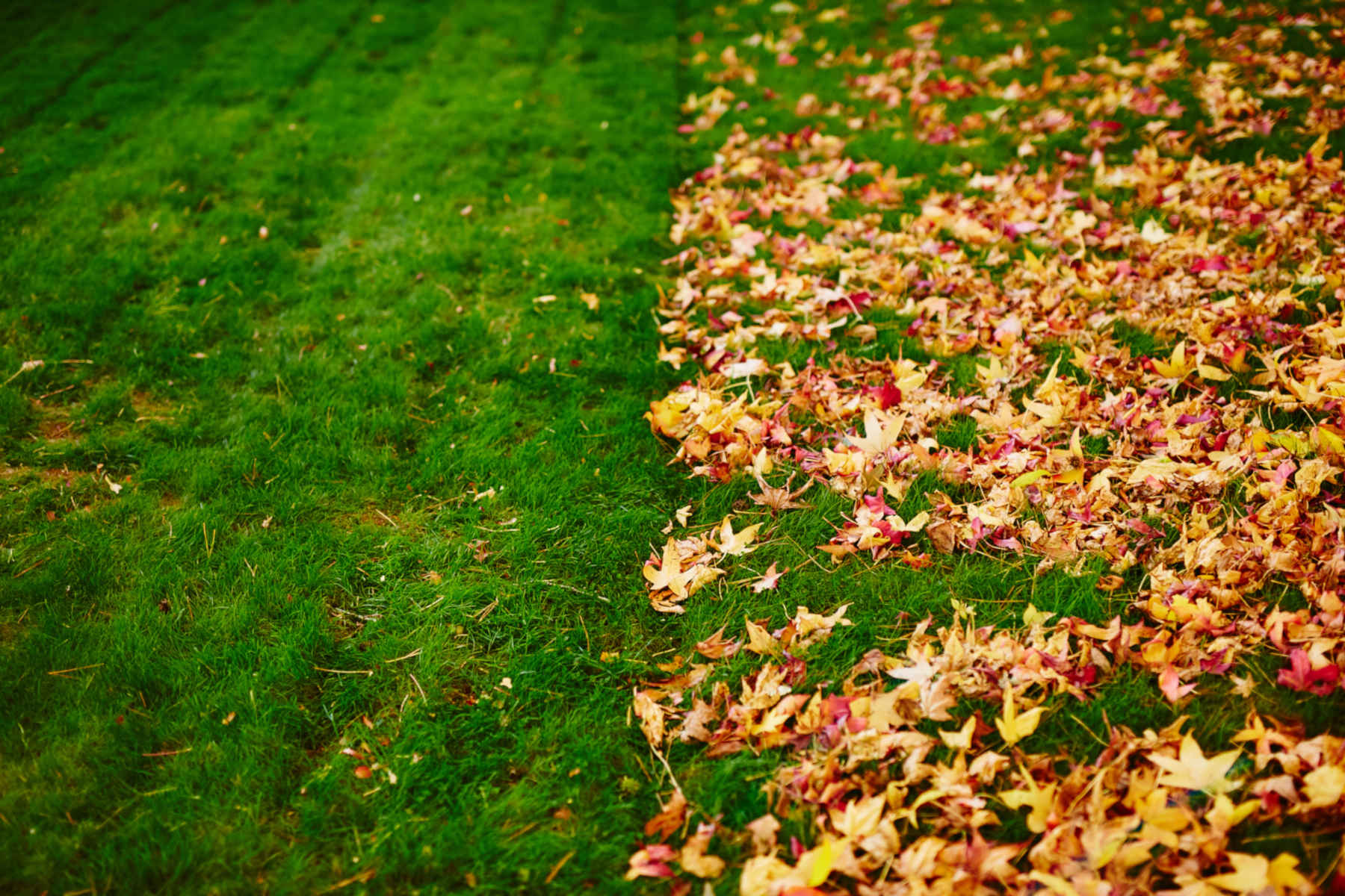 Leaf Removal example 6